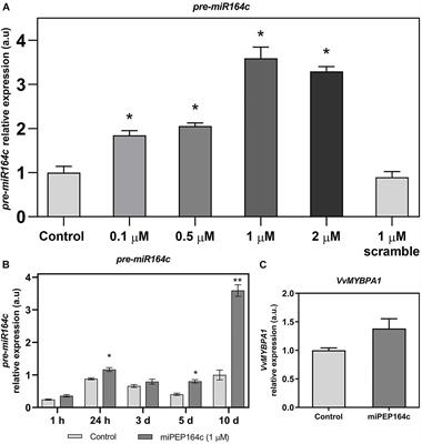 Exogenous Application of Non-mature miRNA-Encoded miPEP164c Inhibits Proanthocyanidin Synthesis and Stimulates Anthocyanin Accumulation in Grape Berry Cells